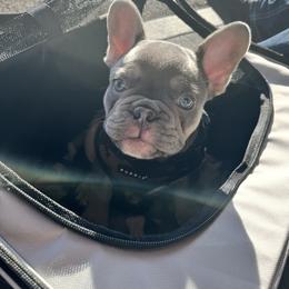 French Bulldog Puppies from Foster Lake Frenchies