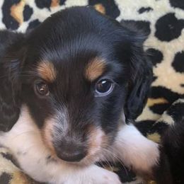 Dachshunds from Short Legged Miniature Dachshunds