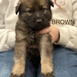Brown-Vampyr - Sable male German Shepherd puppy in Medical Lake, Washington from Nine Realms German Shepherds