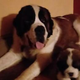 Lexi - Saint Bernard