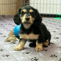 Munchkin - Black and cream female Dachshund puppy in Salinas, California from Maverick Kennels