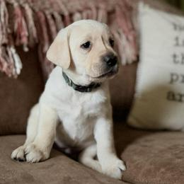Willow - Yellow female Labrador Retriever puppy in Sweet Home, Oregon from Snowpeak English Labradors