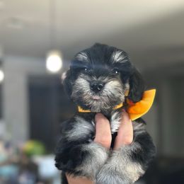 Rusty - Black and silver male Miniature Schnauzer puppy in Waddell, Arizona from West Valley Schnauzers & Dachshunds