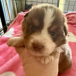 Crescent - Red tri-color female Miniature American Shepherd puppy in Gatesville, Texas from Southern Promise Aussie’s
