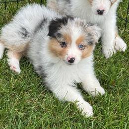 Fiona - Blue merle female Australian Shepherd puppy in Rapid River, Michigan from Echolight Australian Shepherds