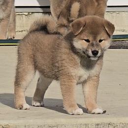 Shiba Inu Puppies from Diwasou