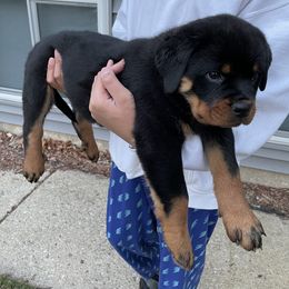Rottweiler Puppies from Nevins Rottweilers