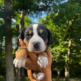 Laura - Black, white and red female Greater Swiss Mountain Dog puppy in Chester, Illinois from Hilltop Swissys