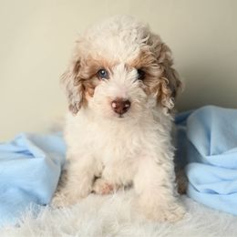 Flynn Rider - Red merle male Aussiedoodle puppy in Lincoln, California from Frenchie LOVE and Doodles