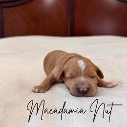 Macadamia nut - Apricot female Goldendoodle puppy in Burleson, Texas from Kendall’s Kennel