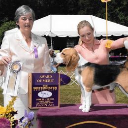 Teddy - Beagle