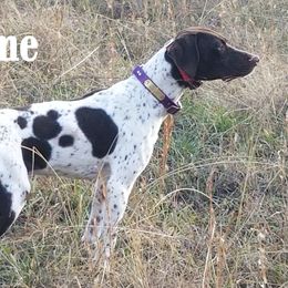 Riley - German Shorthaired Pointer