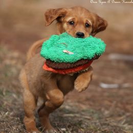 Polly's Red Girl - Dark golden female Golden Retriever puppy in Idaho Falls, Idaho from Once Upon A Dream Kennels