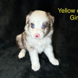 Girl 1 - Red merle female Miniature American Shepherd puppy in Cleveland, Texas from Kayla's Mini American Shepherds