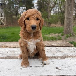 Rhubarb (Dark Pink) - Red  female Poodle puppy in Burwell, Nebraska from Petersen Poodles