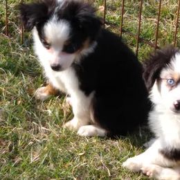 Miniature Australian Shepherds from Mountain View Farms Mini Aussies