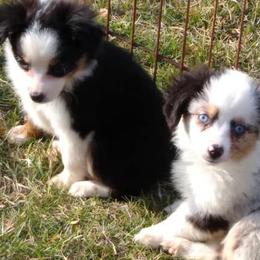 Miniature Australian Shepherds from Mountain View Farms Mini Aussies