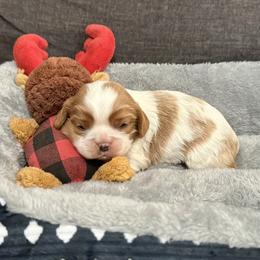 AKC- Blenheim Male 2 - Blenheim male Cavalier King Charles Spaniel puppy in Raymondville, Missouri from Puppy PlayPen