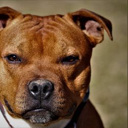 Staffordshire Bull Terrier All Grown Up from Spitfire 81 Staff's