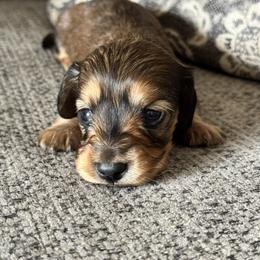 Boy 2 - Wild boar male Dachshund puppy in Licking, Missouri from Bean Creek Dachshunds & Terriers