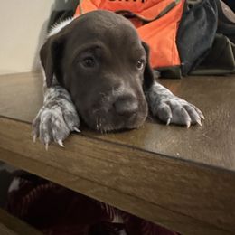 Heidi - Liver roan female German Shorthaired Pointer puppy in Bainbridge, Georgia from Chapman Bird Dogs