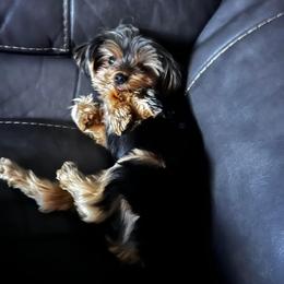 Yorkshire Terrier All Grown Up from Timber Hills Yorkshire Terriers