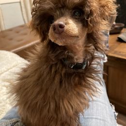 Poodle Puppies from TonKa's Toy & Mini Poodles