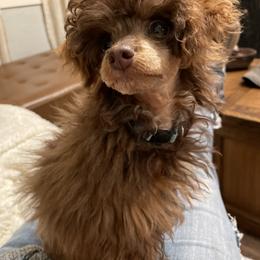 Poodle Puppies from TonKa's Toy & Mini Poodles