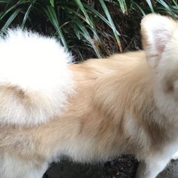 Pomeranians from Dressell Poms