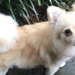 Pomeranians from Dressell Poms