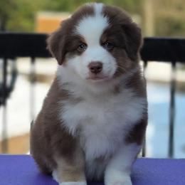 Heath - Red tri-color male Australian Shepherd puppy in Maryland from Lake Shore Australian Shepherds