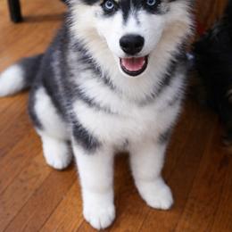Boy 1 - Black and white male Pomsky puppy in Bolton, Connecticut from Elle Pomsky