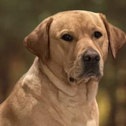 Lily - Labrador Retriever