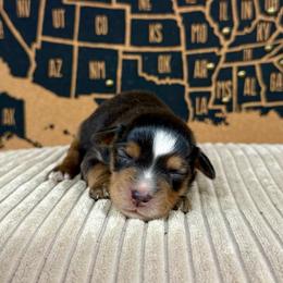 Ruby - Black tri female Miniature Australian Shepherd puppy in Michie, Tennessee from Acton Aussies