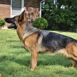 German Shepherds from Von Kühnheit German Shepherd Kennels