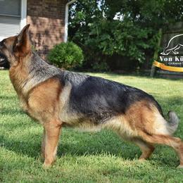 German Shepherds from Von Kühnheit German Shepherd Kennels