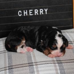 Girl 6 - female Bernedoodle puppy in Lancaster, Pennsylvania from Homestead Bernedoodles
