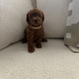 Maple - Red  female Poodle puppy in Fresno, California from Bri’s Toy Poodles