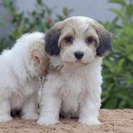 Cavachon, Cavalier King Charles Spaniel, Cavapoo, and Havanese Puppies from Peaks Pups & Cavachon Love Chocolate Cavaliers, Cavaliers, Cavachon’s, Cavapoos & Havanese