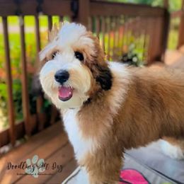 Tilley - Bernedoodle