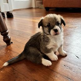 Casper - Sable male Pembroke Welsh Corgi puppy in Northampton, Massachusetts from Lola’s Corgis