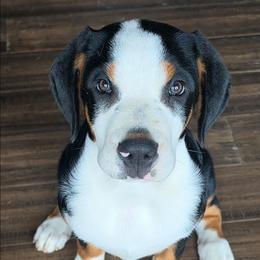 Purple - Black, white and red female Greater Swiss Mountain Dog puppy in Cornelius, Oregon from Hoberg's GSMD