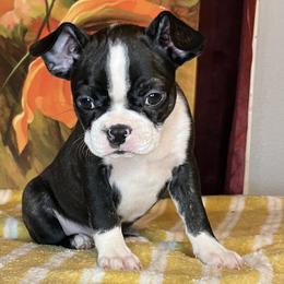 Boston Terrier puppies from B and T Lewis Farms