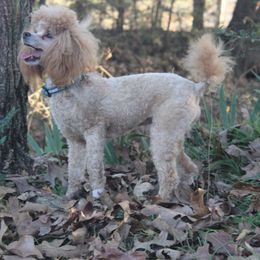 Doogie - Apricot male Poodle puppy in Arkansas from Brew House
