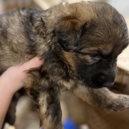 Girl 1 - German Shepherd puppy in Dresden, Ohio from Kraften K9