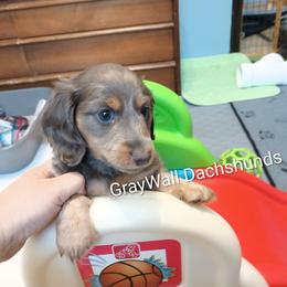 Manicotti -AKC Full - Blue and cream male Dachshund puppy in Bates City, Missouri from Gray Wall Dachshunds