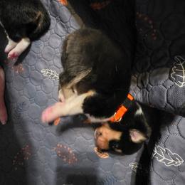 Orange - Black white and tan male Collie puppy in Wykoff, Minnesota from Country Collies
