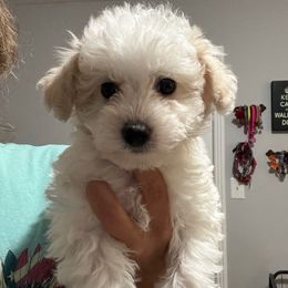 Blue tie - Parti male Maltipoo puppy in Clarksville, Tennessee from Bee Mine Poodles, Doodles and Pomeranians