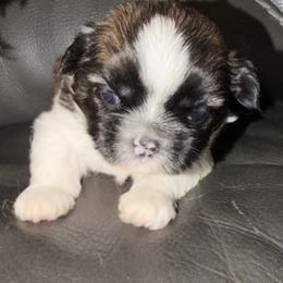Shih Tzu Puppies from Niepoetter Shih Tzus