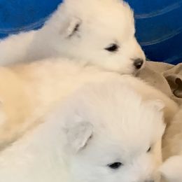 Samoyed Puppies from Falling cedar farm samoyeds